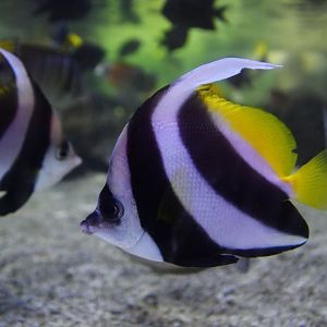 Heniochus diphreutes