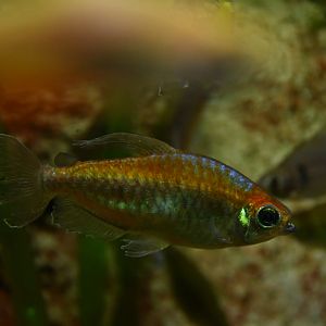 Phenacogrammus interruptus