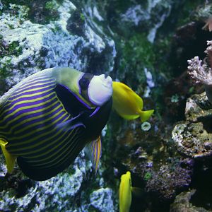 Pomacanthus imperator