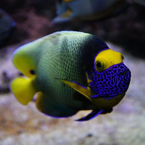 Pomacanthus xanthometopon