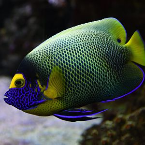 Pomacanthus xanthometopon