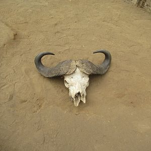 Buffalo skull