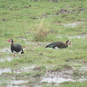 Spur-winged Geese