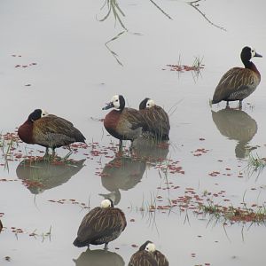 White-faced Whistling Ducks