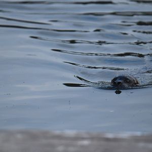 Harbour seal (Phoca vitulina)