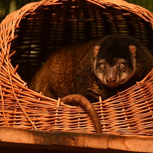 Bear cuscus (Ailurops ursinus)