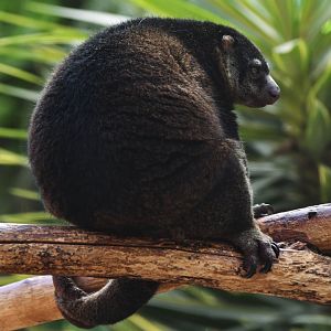 Bear cuscus (Ailurops ursinus)