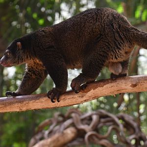 Bear cuscus (Ailurops ursinus)