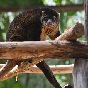 Bear cuscus (Ailurops ursinus)