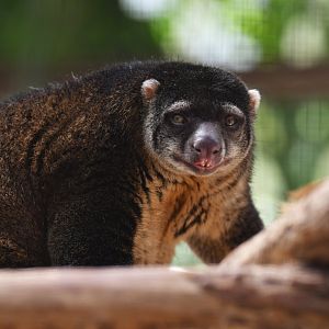 Bear cuscus (Ailurops ursinus)
