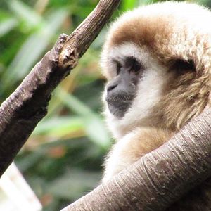 White Handed Gibbon