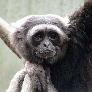 Muller's Gray Gibbon