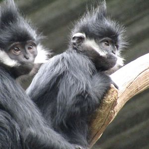 Francois Langurs