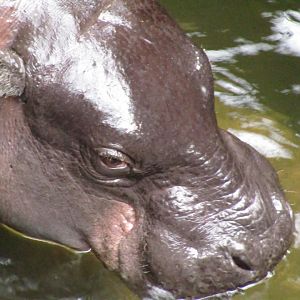 Pygmy Hippo