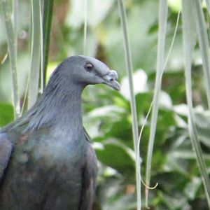 Nicobar Pigeon