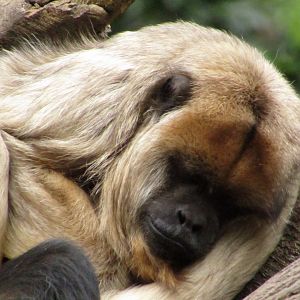 Black Howler Monkey