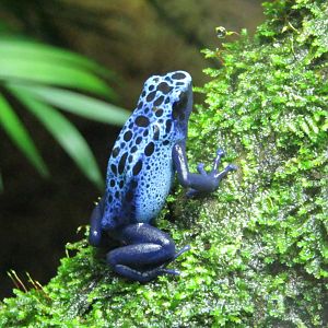 Blue Poison Dart Frog