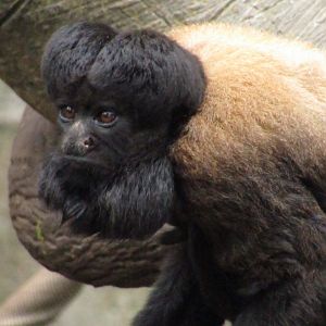 Red Backed Bearded Saki