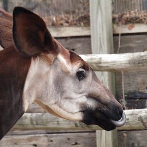 Okapi