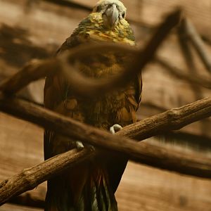 St. Vincent Parrot Amazona guildingii