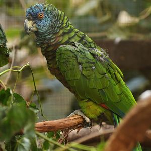 St. Lucia Parrot Amazona versicolor