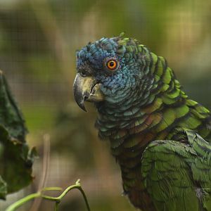 St. Lucia Parrot Amazona versicolor