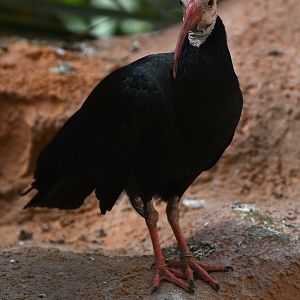 Bald Ibis Geronticus calvus