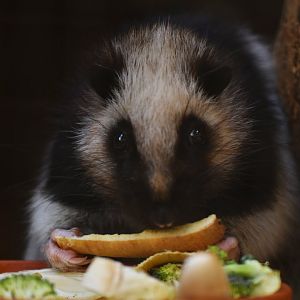 Northern Luzon giant cloud rat (Phloeomys pallidus)