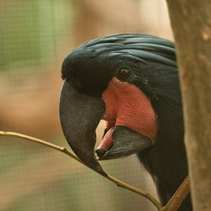 Palm Cockatoo Probosciger aterrimus