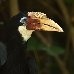 Blyth's Hornbill (mendanae) Rhyticeros plicatus mendanae