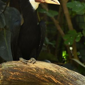 Blyth's Hornbill (mendanae) Rhyticeros plicatus mendanae