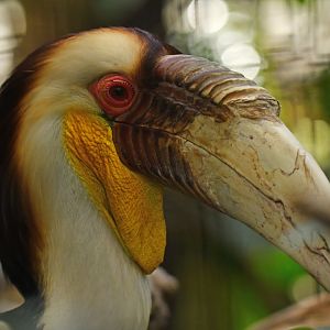 Wreathed Hornbill Rhyticeros undulatus