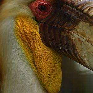 Wreathed Hornbill Rhyticeros undulatus