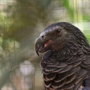 Pesquet's Parrot Psittrichas fulgidus