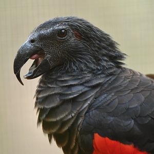 Pesquet's Parrot Psittrichas fulgidus