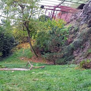 Large bird of prey walk-in aviary
