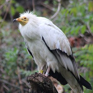 Egyptian vulture