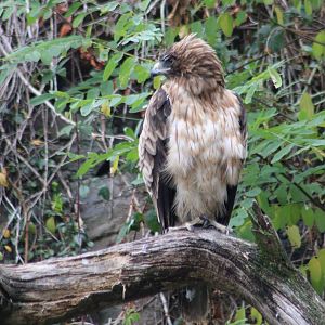Booted eagle