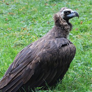 European black vulture