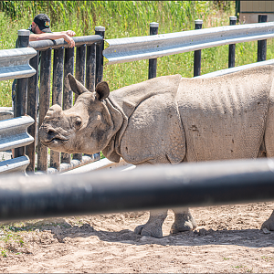 Nandu the male Indian Rhino