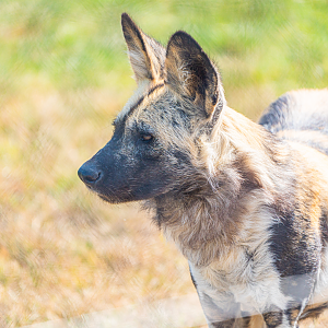 African Wild Dog