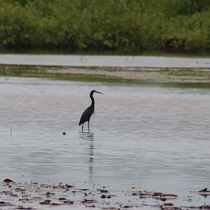 Western reef heron