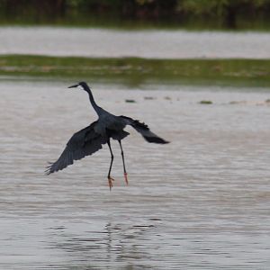 Western reef heron