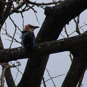 Blue-bellied roller - after a shower