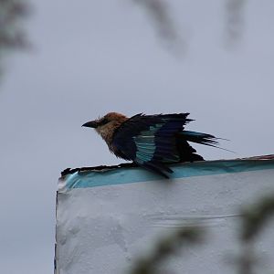 Blue-bellied roller - drying after a shower