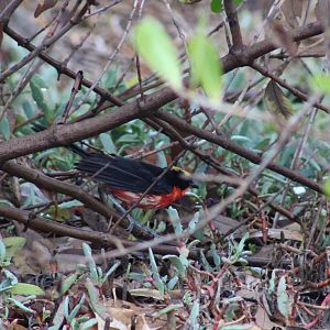 Yellow-crowned gonolek