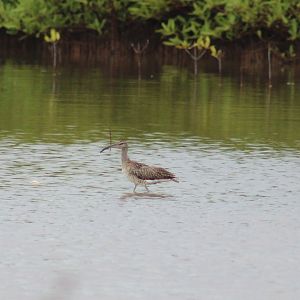 Whimbrel