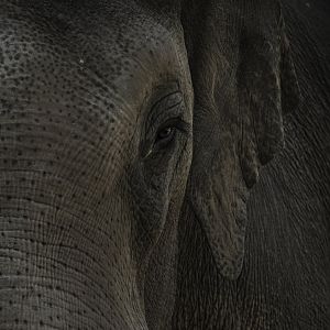 Asian Elephant Viktor