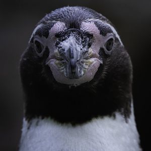 Humboldt Penguin
