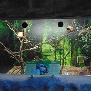 Cotton-top Tamarin exhibit - new background